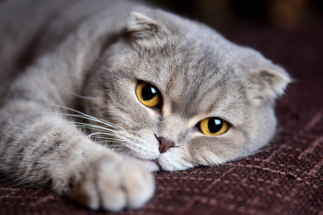 Скоттіш-фолд, Шотландська клаповуха, Шотландська висловуха (англ. Scottish fold, SFS)