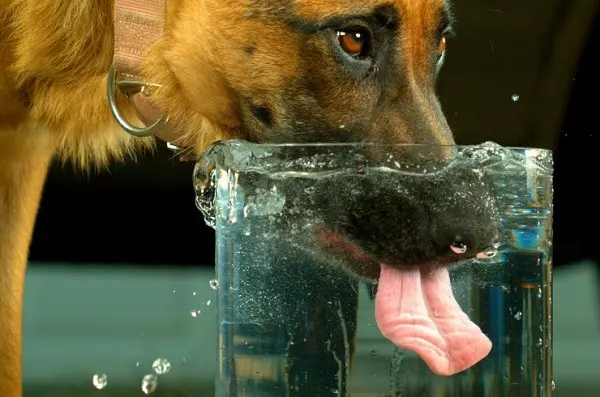 Собака кашляє після пиття води