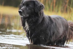 Собака пив воду з водоймища: чи можна це робити?