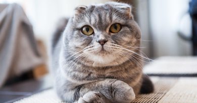 Я все чую: породи кішок із короткими вухами