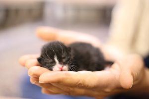 Як допомогти кошеням, які не можуть сходити до туалету?