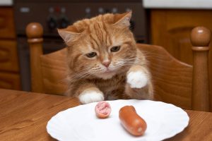 Як досвідчені заводчики відучують котів лазити на стіл?
