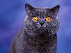 Застосування Дексаметазону при лікуванні котів.