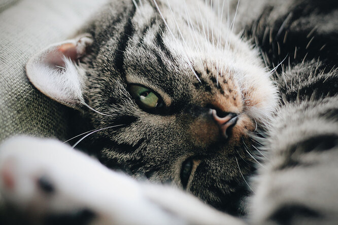 Кішки муркочуть / муркотять / мурчать не просто так