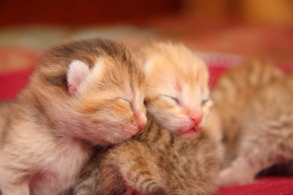 Прикольні та оригінальні імена для котів та кішок