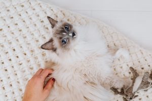 Як закохати в себе кішку: 8 способів з науковим підходом.