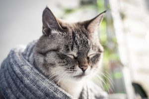Хондропротектори для котів та кішок.
