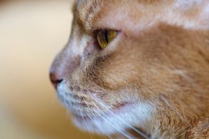 Ласощі / смачняшки / смаколики для котів та кішок