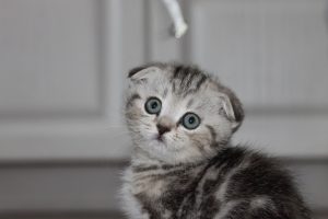 Правда про молоко в раціоні висловухих кошенят.