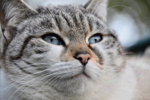 Як давати Глюкозамін кішці або коту?