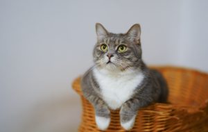 На скільки можна залишати кота самого?