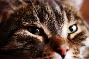 Нежить / риніт у котів: походження і методи лікування.