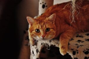 Холангіт у котів — що це, симптоми та лікування.