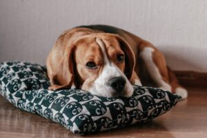 8 порід собак, які швидко стають товстунами.