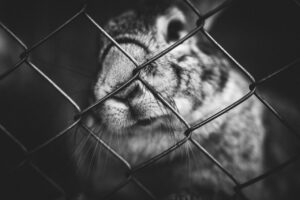 Часті хвороби кроликів — лікування та профілактика.