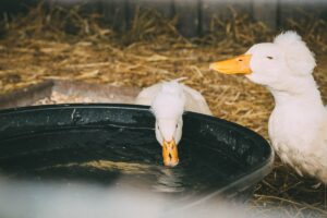 Як утримувати домашніх качок взимку і до чого тут добриво ґрунту в теплиці?