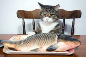 Чи можна котам рибу?
