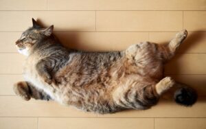 Метеоризм у котів і кішок?