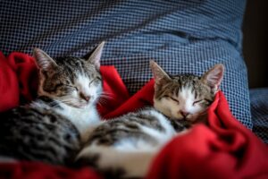Чи потрібен вам другий котик?