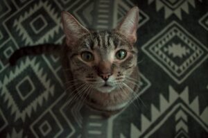 Користь спіруліни для котів.