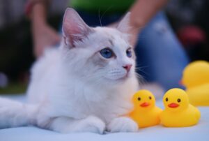 Що купити для кошеняти?