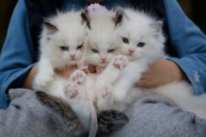 Виховання кошеняти. Частина 2.