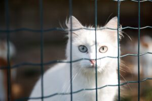 Використання клітки в корекції поведінки котів.