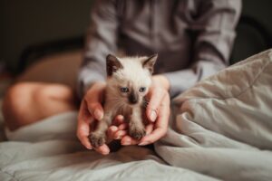 Як доглядати за кошеням?