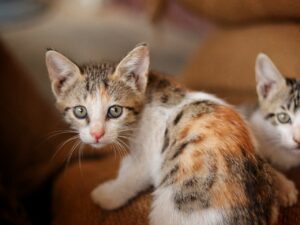 Як привчити кошеня до лотка?