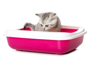 Як вибрати наповнювач для котячого туалету?