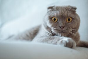 Чим годувати шотландське кошеня і дорослу кішку?