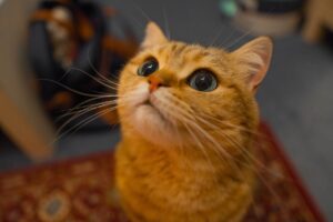 Лупа у кішок і котів.