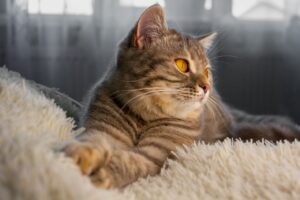 Скільки має важити кішка?