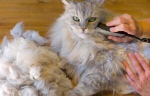 Як у домашніх умовах підстригти кота?
