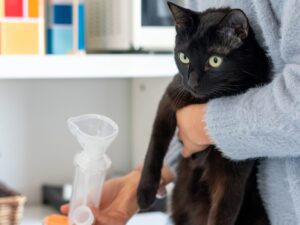 Астма у котів та собак.