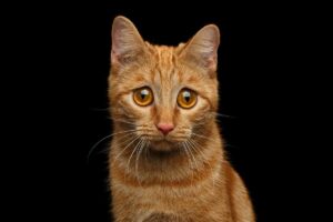 Синдром Дауна у котів: Чи може бути у котів синдром Дауна?
