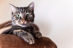 Навіщо котиків каструють?