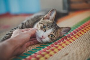 Як допомогти кішці / коту почуватися краще після вакцинації (щеплення)?
