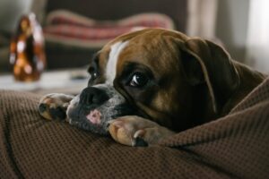 Чому собаки не вміють втягувати кігті, як кішки?