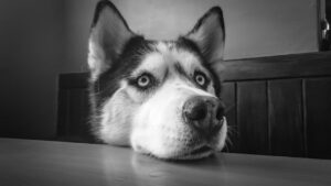 Чому собака хрюкає?