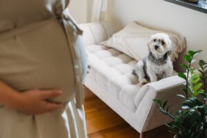 Чи можуть собаки ревнувати?
