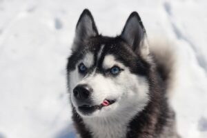 Скільки років живуть хаскі?