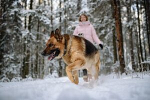 Цікаві факти про німецьку вівчарку.