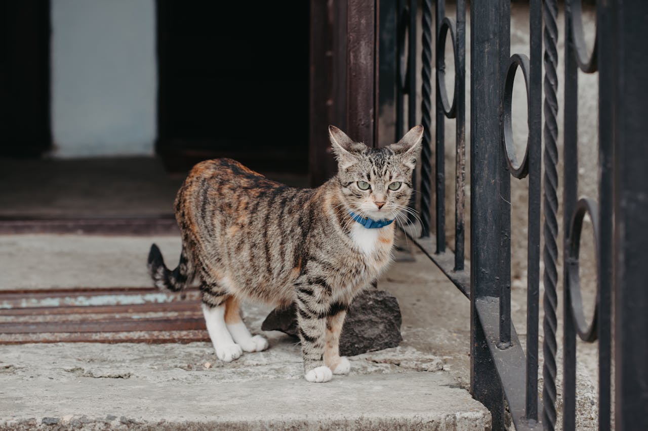 Чому кішки і коти тікають з дому?