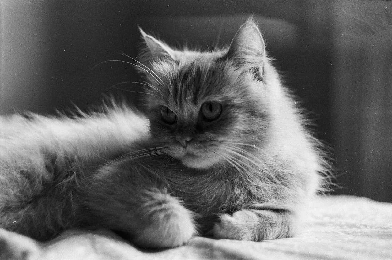 Чому у кішки світяться очі?