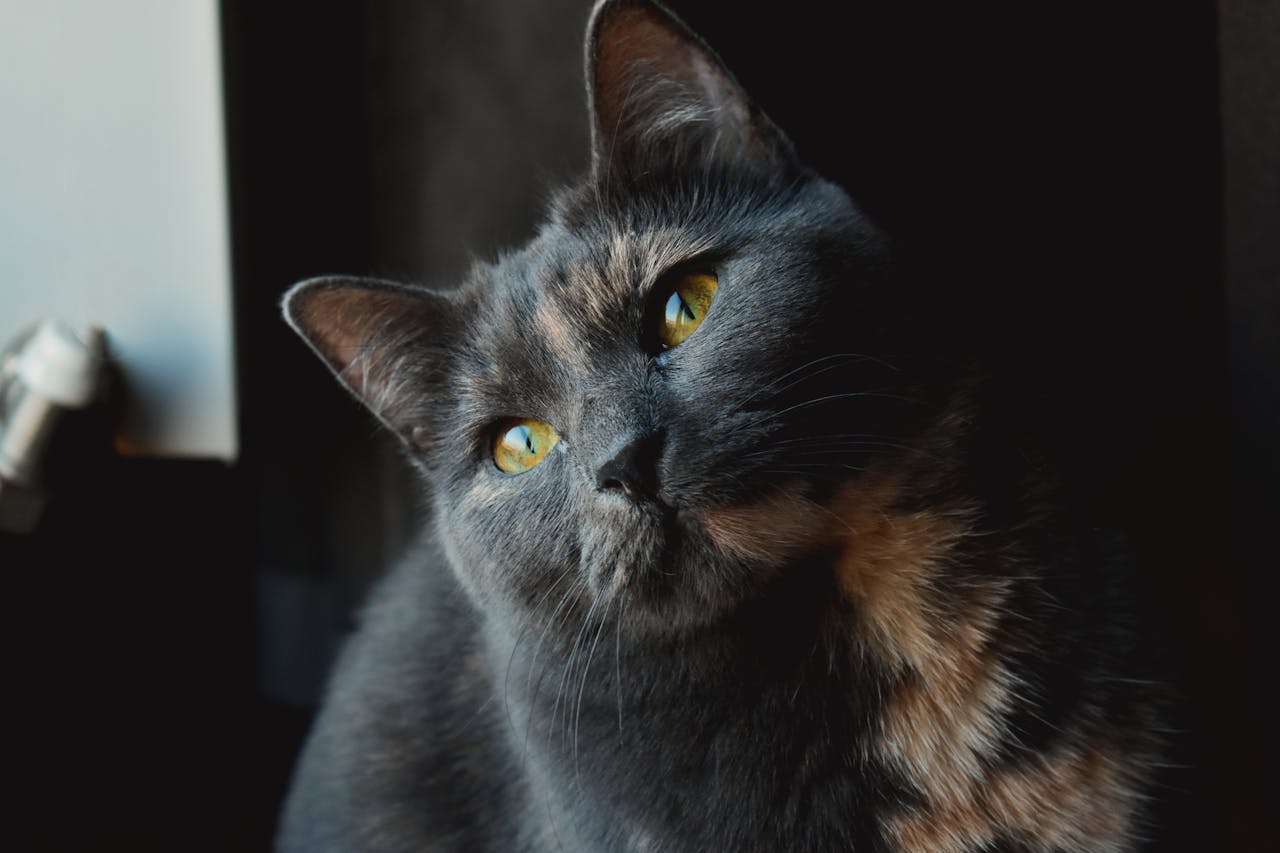 Котяча м'ята: для чого потрібна і як впливає на котів?