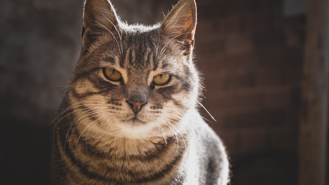 Неприємний запах з рота кота: причини і що робити.