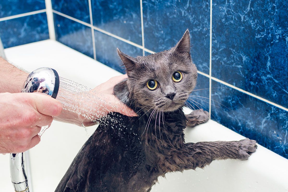 Як мити кота?