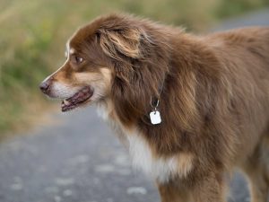 Are Goat Horns Safe For Dogs? (Answered By Vet Tech).