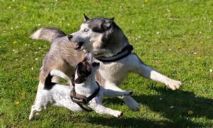 Can Big Dogs Get Along With Small Dogs? (Answer By Trainer).